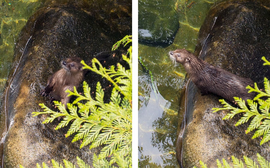 Two images of a river otter showing how to frame a shot without distracting elements in it