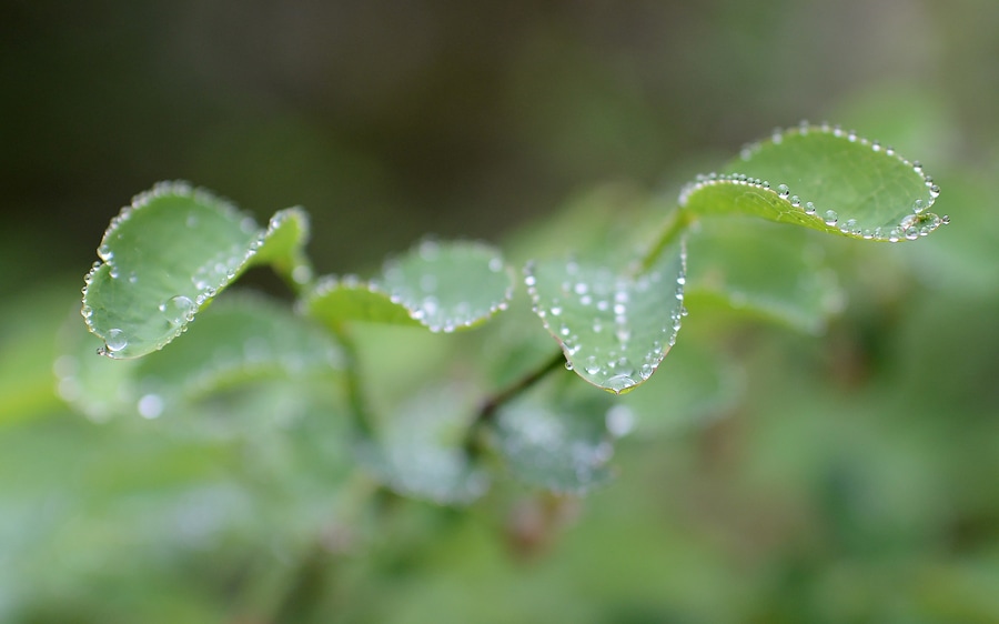 A macro shot of water droplets on the leaves of a tree