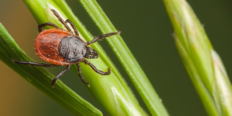 tick on a blade of grass