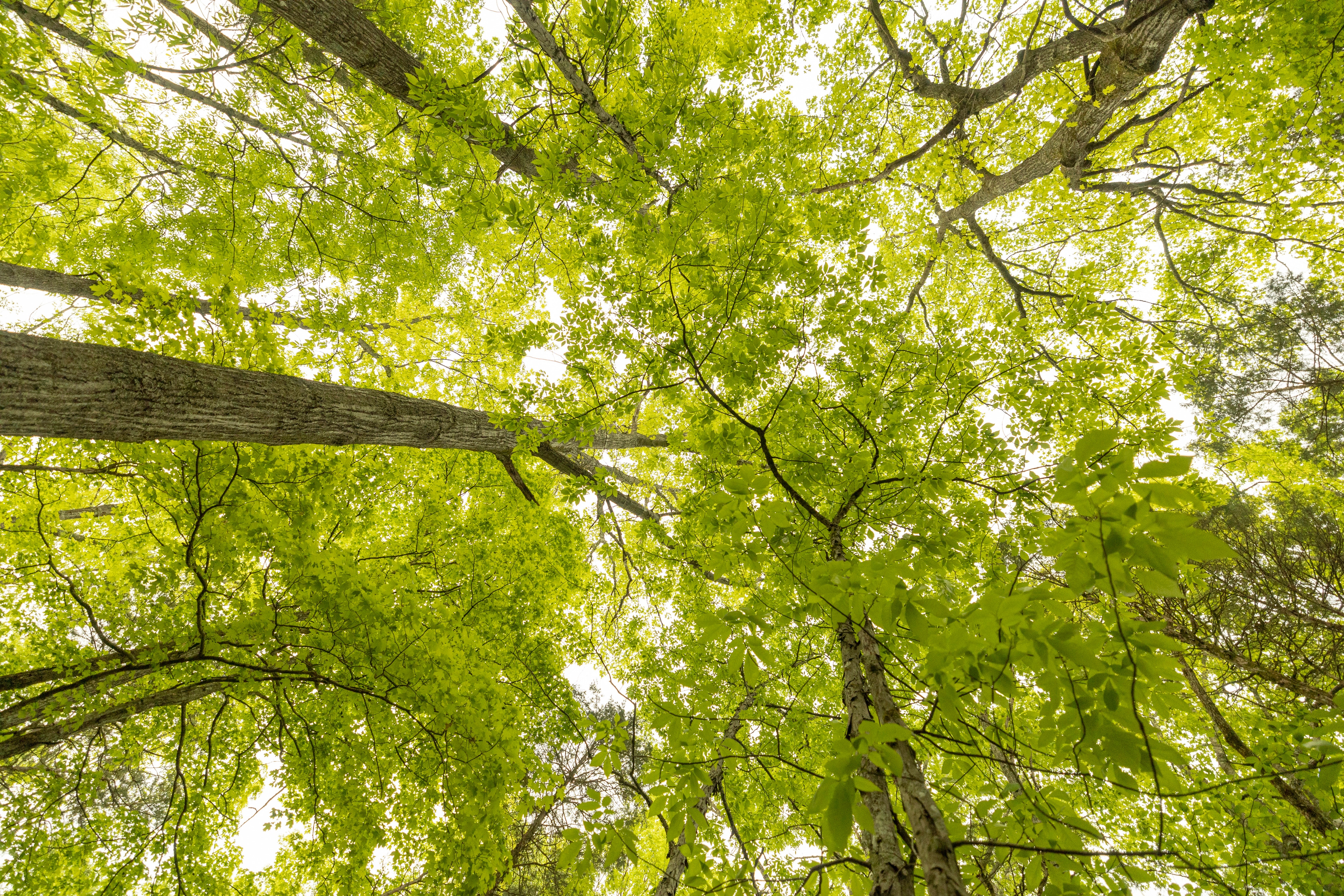 A view of tall trees from below