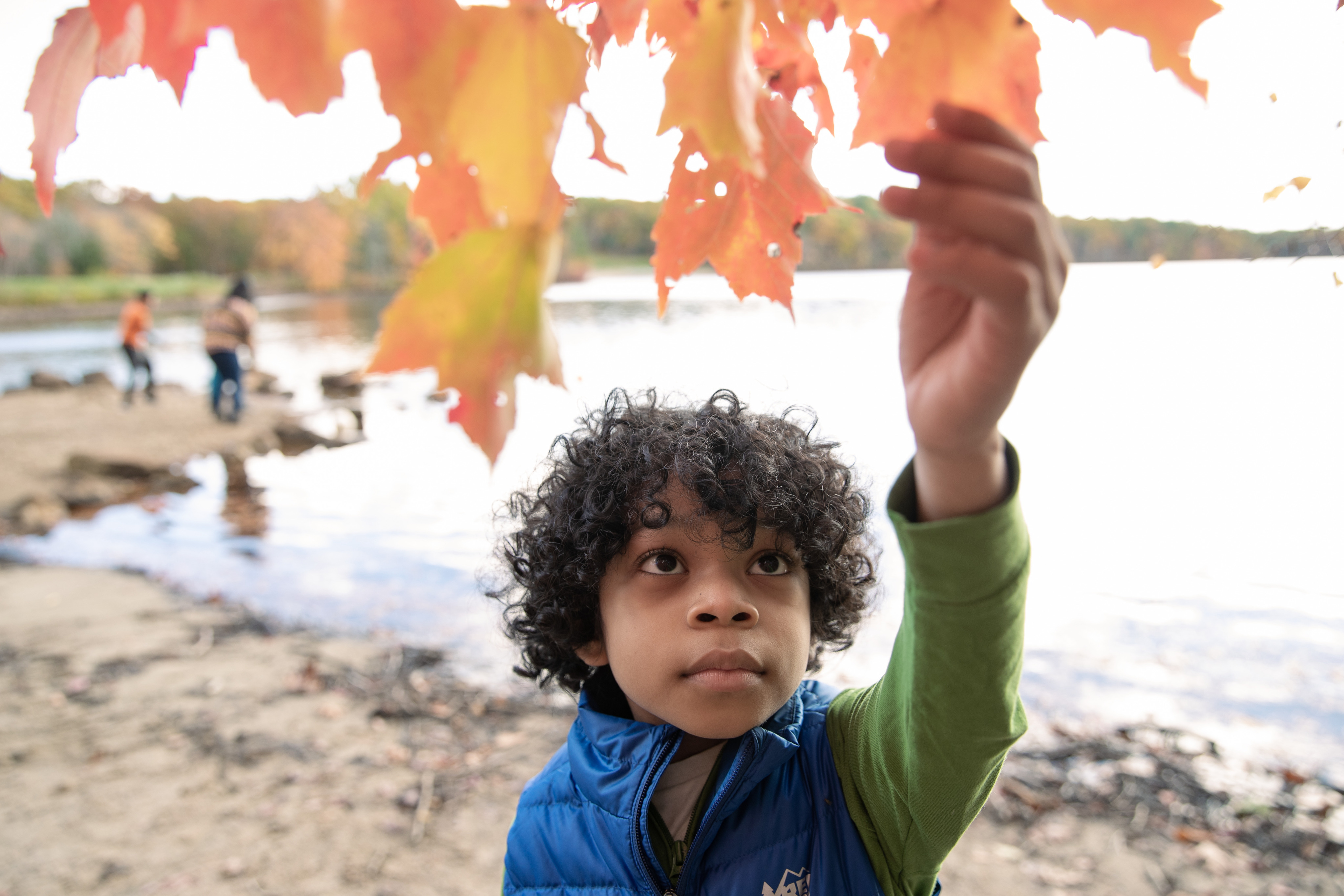 Child admires a fall leaf on a tree by a body of water