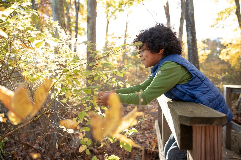 A young kid feels leaves.