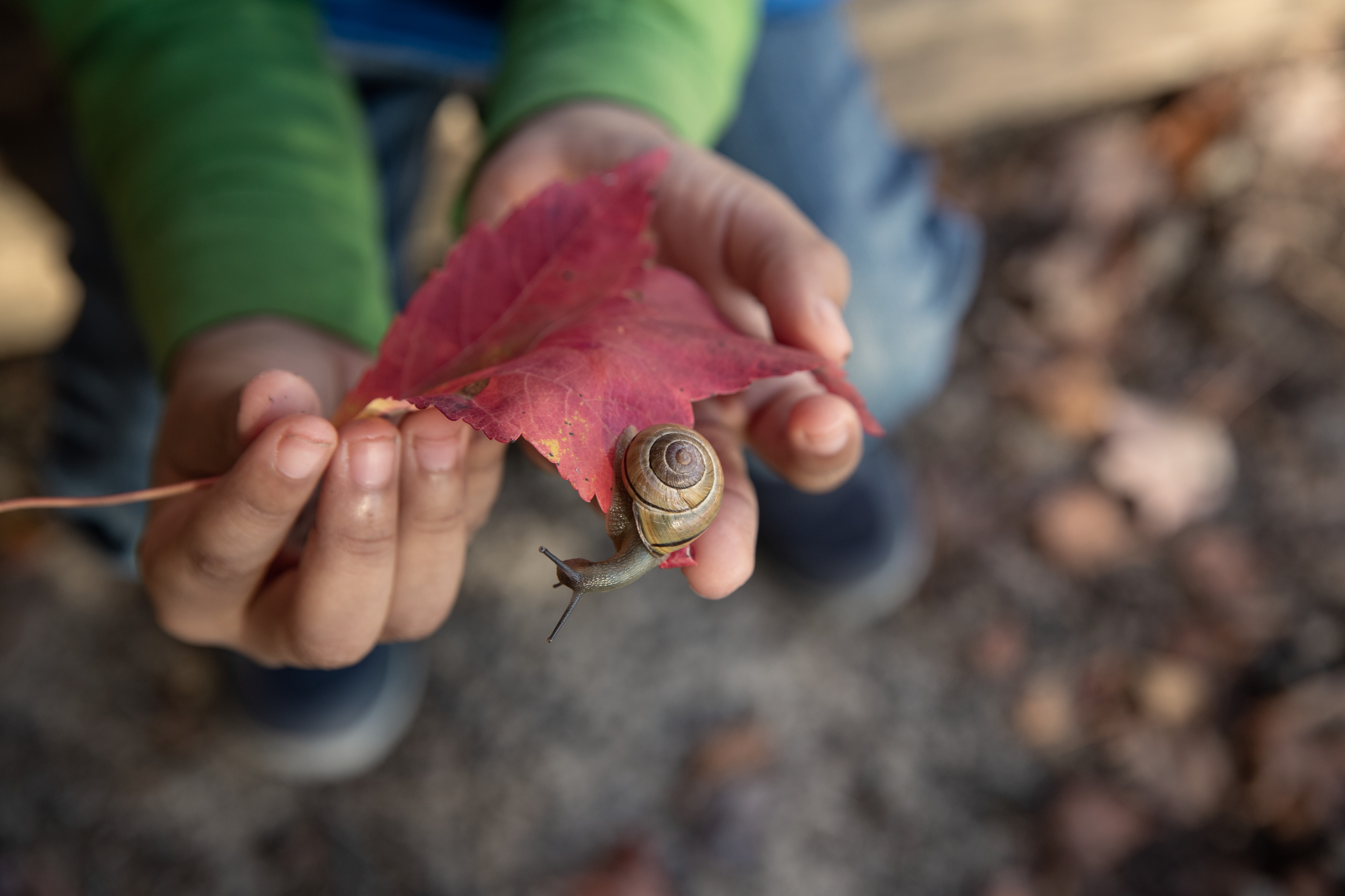 hands holding red leaf with snail on it