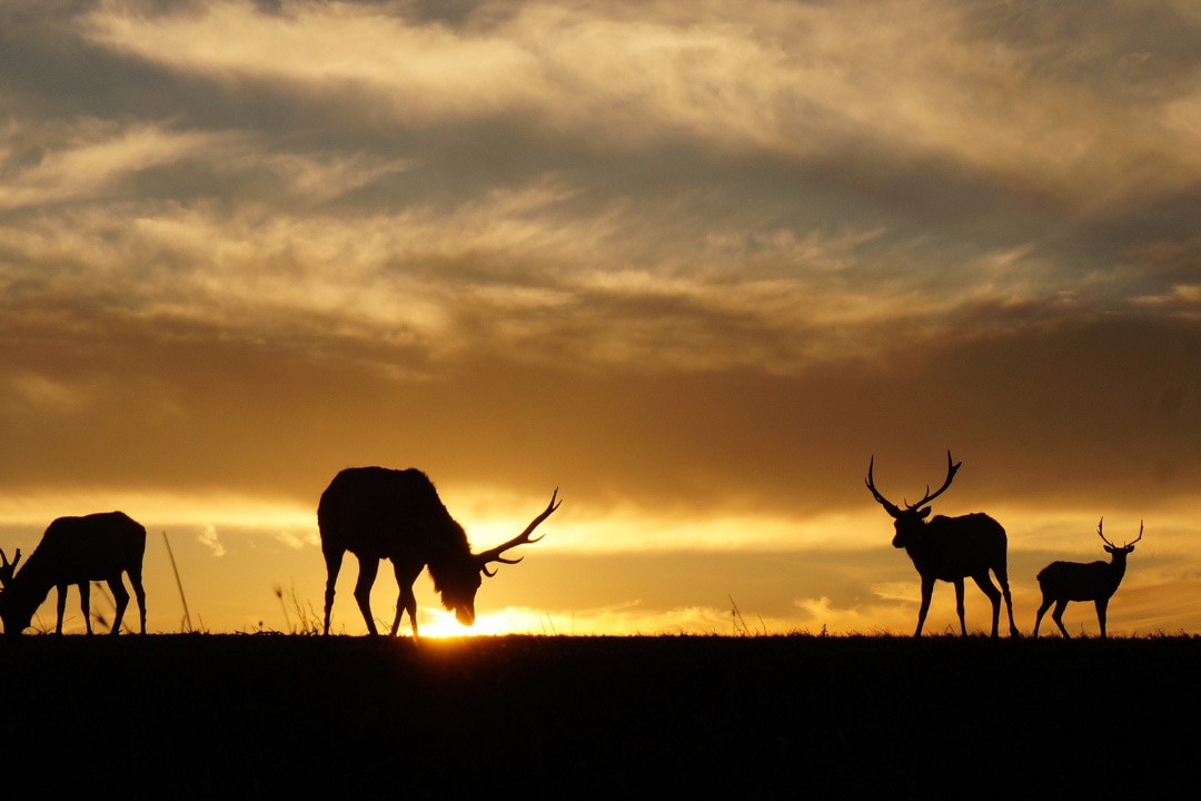 Rare Tule Elk are truly a magnificent sight to behold.