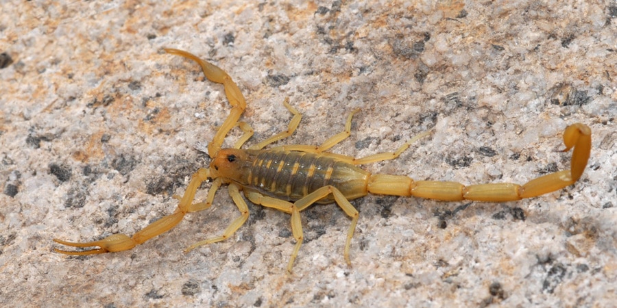 an Arizona Bark Scorpion