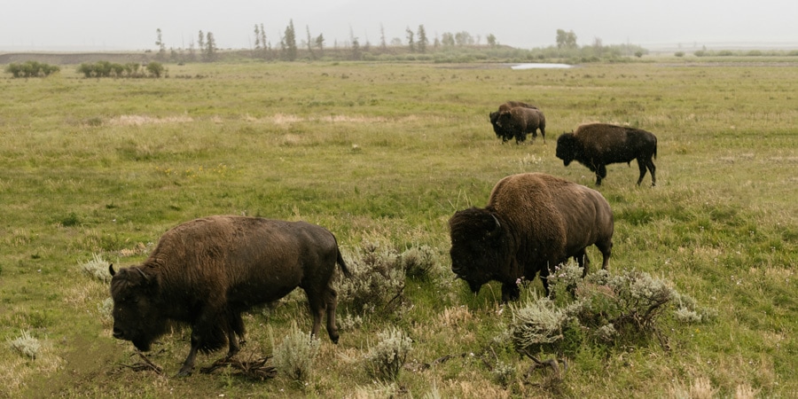 Bison in a field