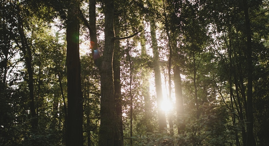 Tall trees with sunshine shining through