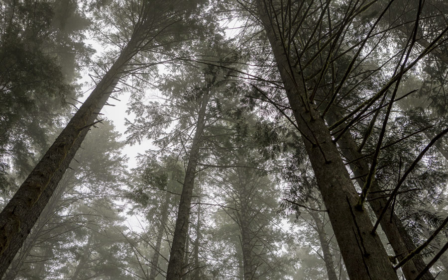 Trees in a foggy forest create leading lines in this photo