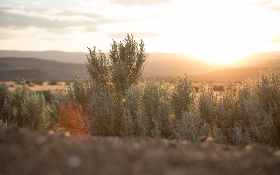 A desert landscape at sunset