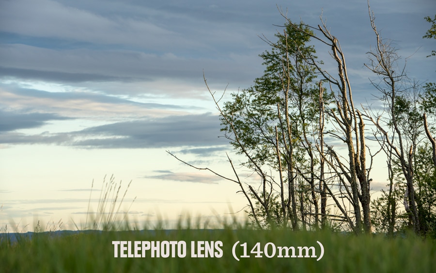 A photo of trees and grass taken with a telephoto lens