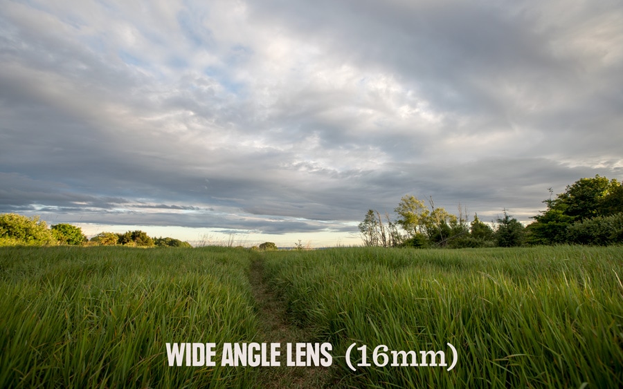 A photo of trees and grass taken with a wide angle lens