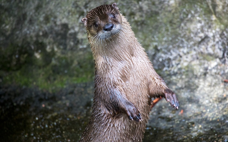 A river otter strikes a pose