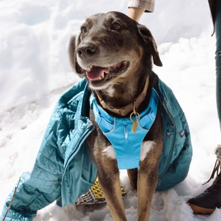 Location Image for Front Range Dog Harness
