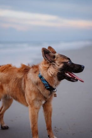 Wilderdog Rope Reflective Collar 6