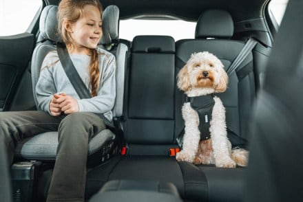 Thule Cappy Dog Harness - S 7
