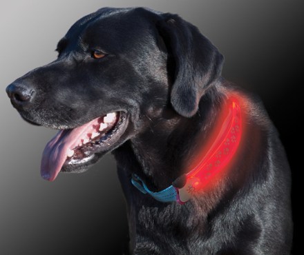 night ize collar