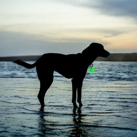 Nite Ize SpotLit Splash Waterproof Rechargeable Collar Light - Disc-O Tech 7