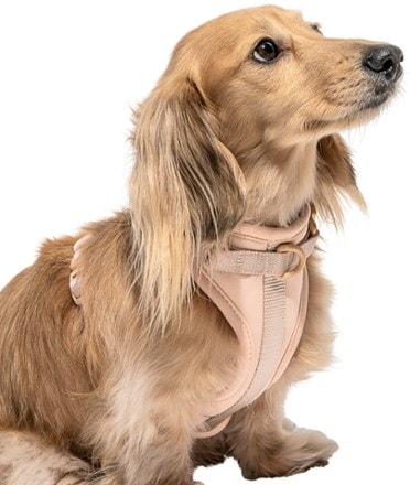 Wild One Dog Harness 4