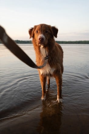 Wilderdog Waterproof Leash 1