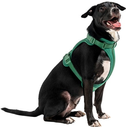 Wild One Dog Harness 2