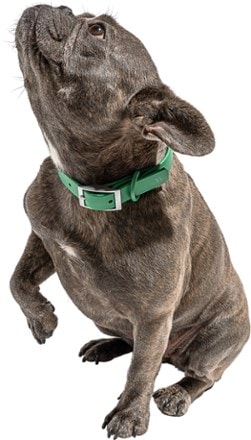 Wild One Waterproof Dog Collar 2