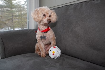Kikkerland Chicken Dog Ball 3