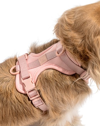 Wild One Dog Harness 2