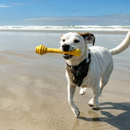 Project Hive Pet Company Hive Fetch Stick 2