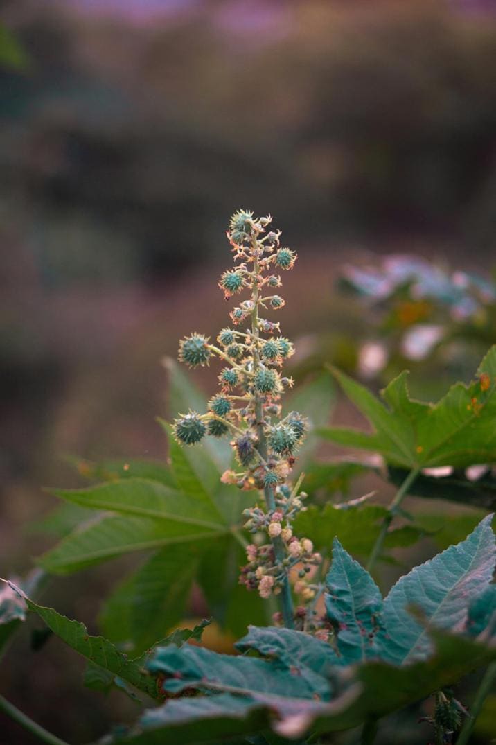 Location Image for Birdlime 1R 9.8 mm x 70 m Non-Dry Rope