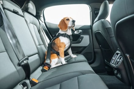 Thule Cappy Dog Harness - S 4