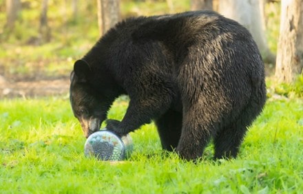 BearVault BV ONE Adjustable Bear Canister 9