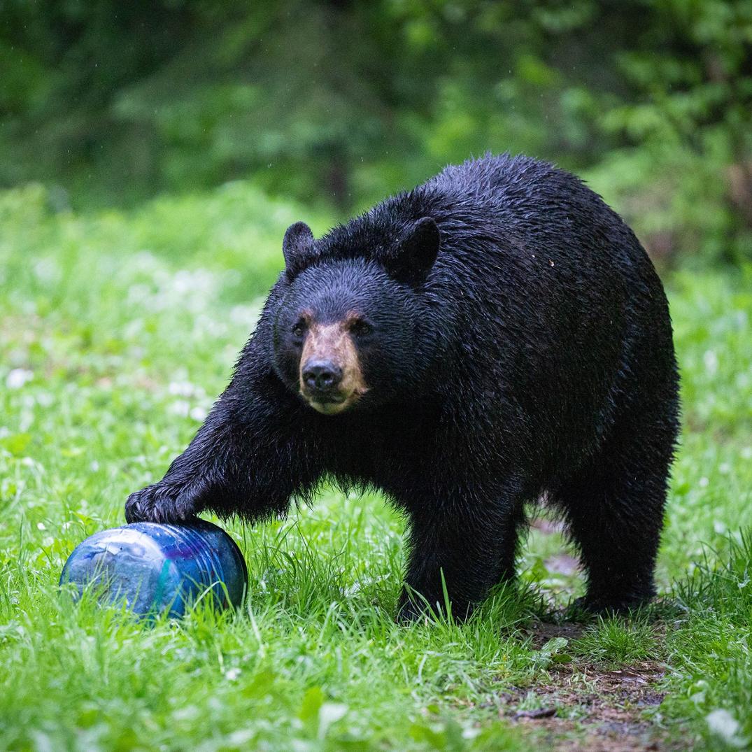 Location Image for BV500 Journey Bear Canister