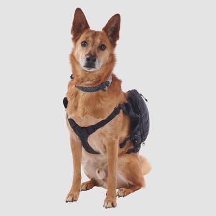 Ultimate Direction Dog Vest V2 3