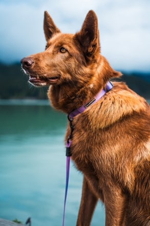 Wilderdog Waterproof Collar 4