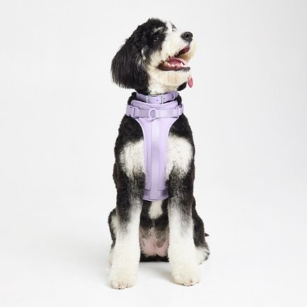 Wild One Dog Harness 2