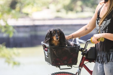 Axiom discount dog basket