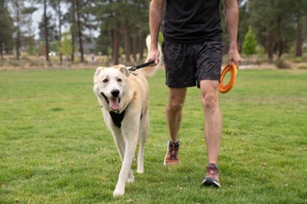 Ruffwear Front Range Short Leash Harness not included (BASALT GRAY)