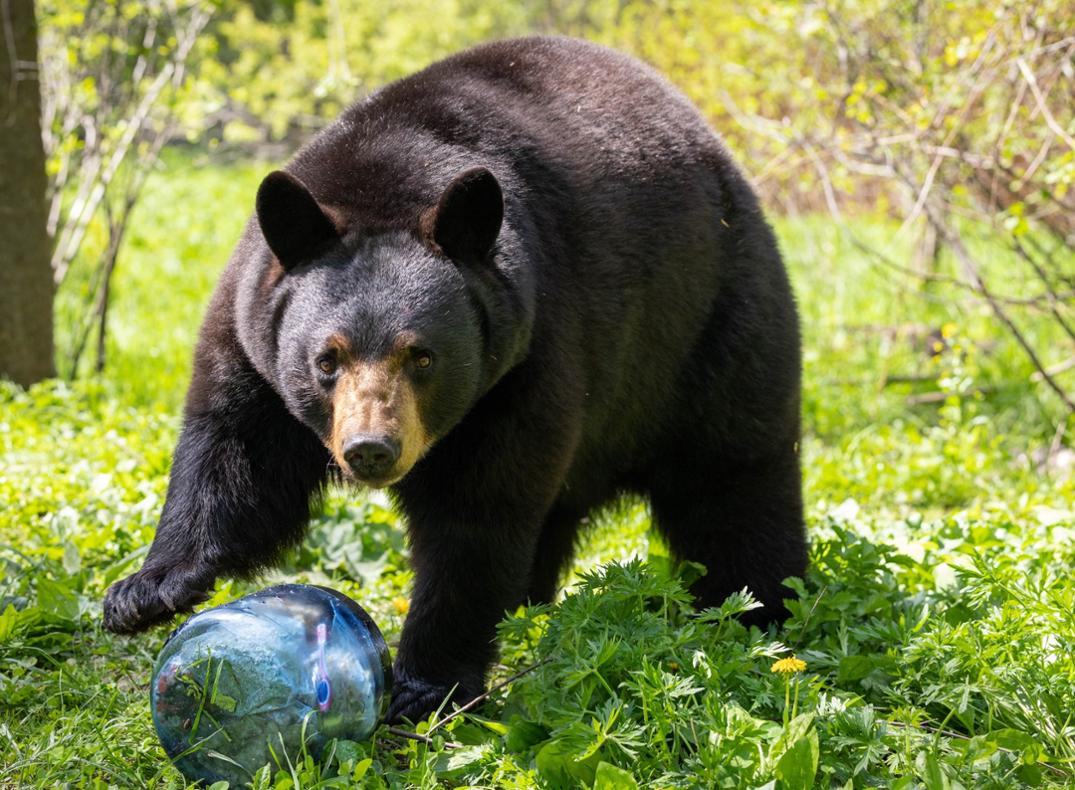 Location Image for BV450 Jaunt Bear Canister