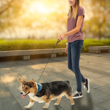 Nite Ize RadDog All-In-One Collar and Leash 6