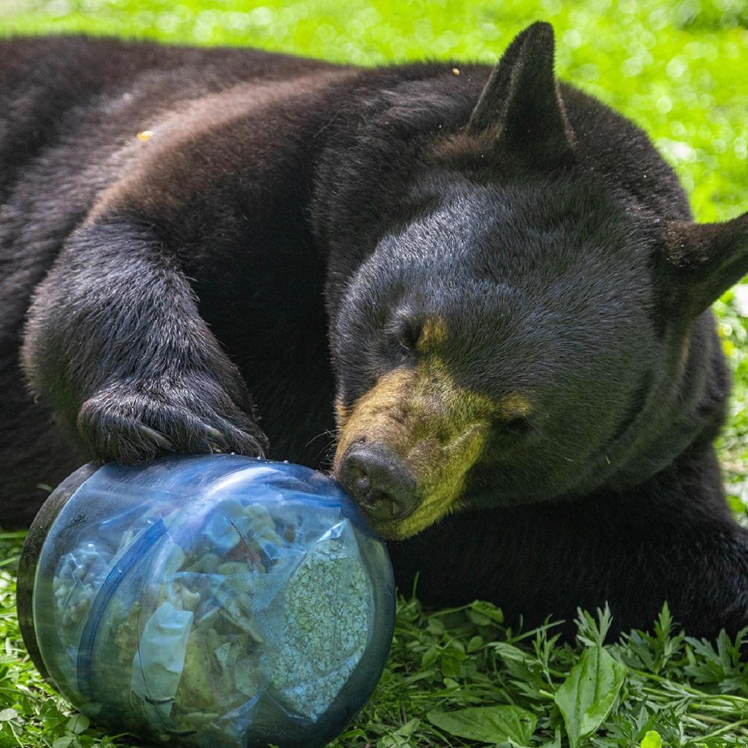 Location Image for BV450 Jaunt Bear Canister