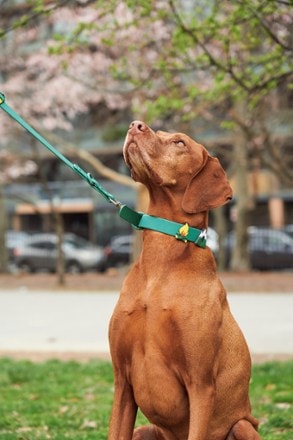 Wild One Leash and Collar Flair - Camp Package Collar and leash not included