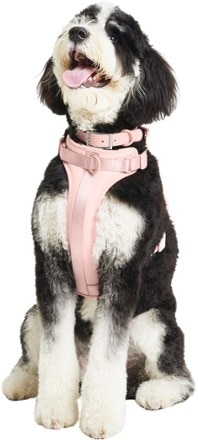 Wild One Dog Harness 5