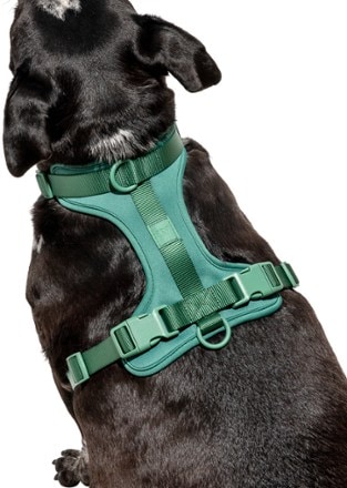 Wild One Dog Harness 3