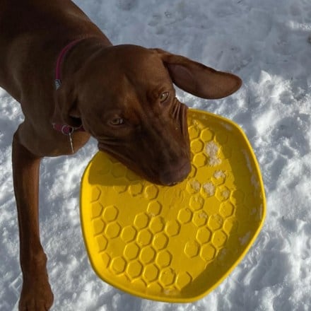 Project Hive Pet Company Hive Disc & Lick Mat Dog Toy 2