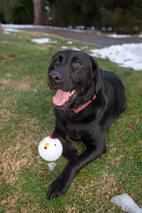Kikkerland Chicken Dog Ball 4