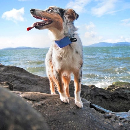 Nite Ize RadDog All-In-One Collar and Leash 5