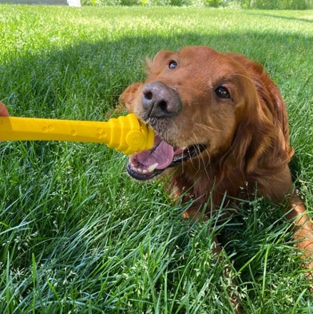 Project Hive Pet Company Hive Fetch Stick 4