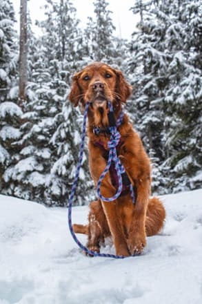 Wilderdog Rope Reflective Leash 3