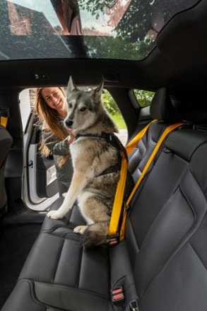 Thule Cappy Dog Harness - L 10