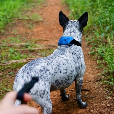 Nite Ize RadDog All-In-One Collar and Leash 4